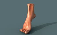 Foot