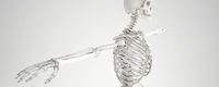 Skeleton High details