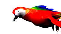 Low Poly parrot