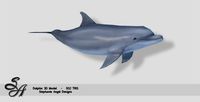 Realistic Low Poly Bottle-nose Dolphin 3D Model