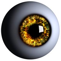 Realistic Human Cartoon Eye