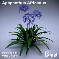 Agapanthus Africanus