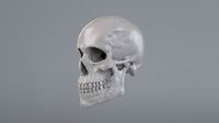 Human Male Skull Photorealistic