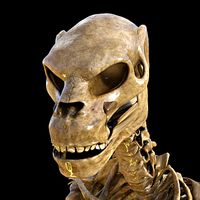Zeth Skeleton for Midnight Skeleton for Genesis 8 Male