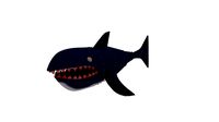 shark