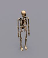 Skeleton