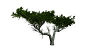 Monterey Cypress Tree #06
