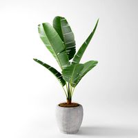 banana plant