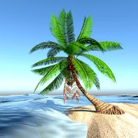 Palmera - Palm tree