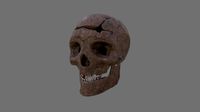 Skull with Bullet Hole
