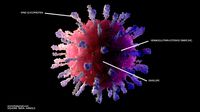 Corona virus