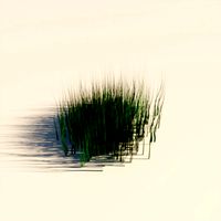 Grass