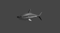 Fully Rigged shark