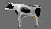 Holstein Friesian cow