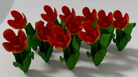 Tulips