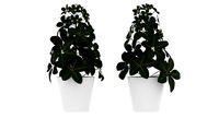Plant 01