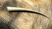 Elephant Tusk