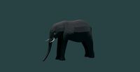 Elephant