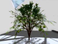 Pear Tree