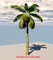 palm tree 45