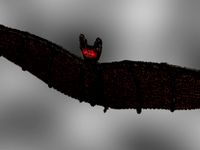 bat
