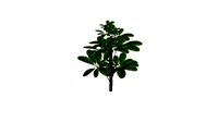 Schefflera