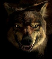 wolf