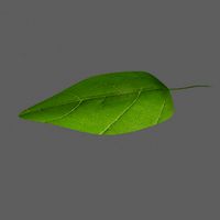 Leaf