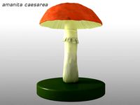 amanita caesarea