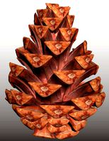 Pine cone