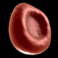 Blood Cell.c4d