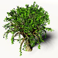 Tree 01