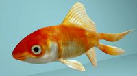 GoldFish