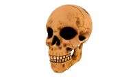 Realistic Skull