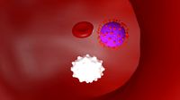 Blood Cells & Coronavirus Collection