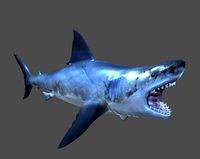 Shark
