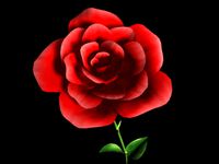 Detailed Red Rose
