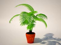 palm tree in pot