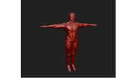Human Base Medium Poly