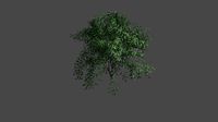 Little Tree