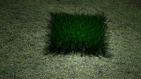 Grass