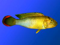 Fish