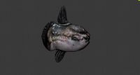 AR/VR Ready Sunfish / Mola Fish