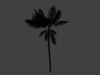 Tropical Island Palm Tree
