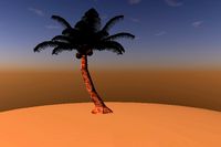 Palm Tree