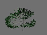 BIRCH TREE