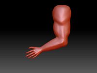 Muscle Arm
