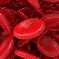 Red blood cells