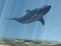 dolphin.max