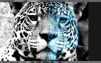 panther